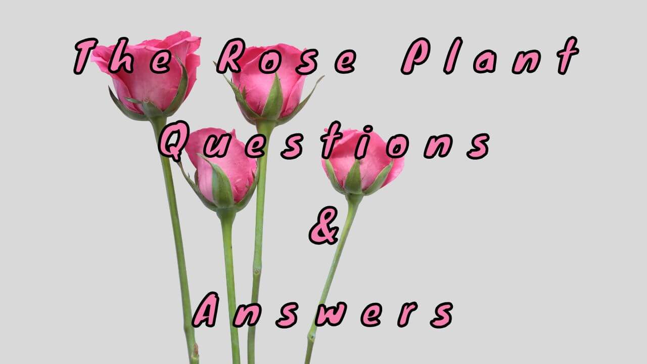 The Rose Plant Questions & Answers