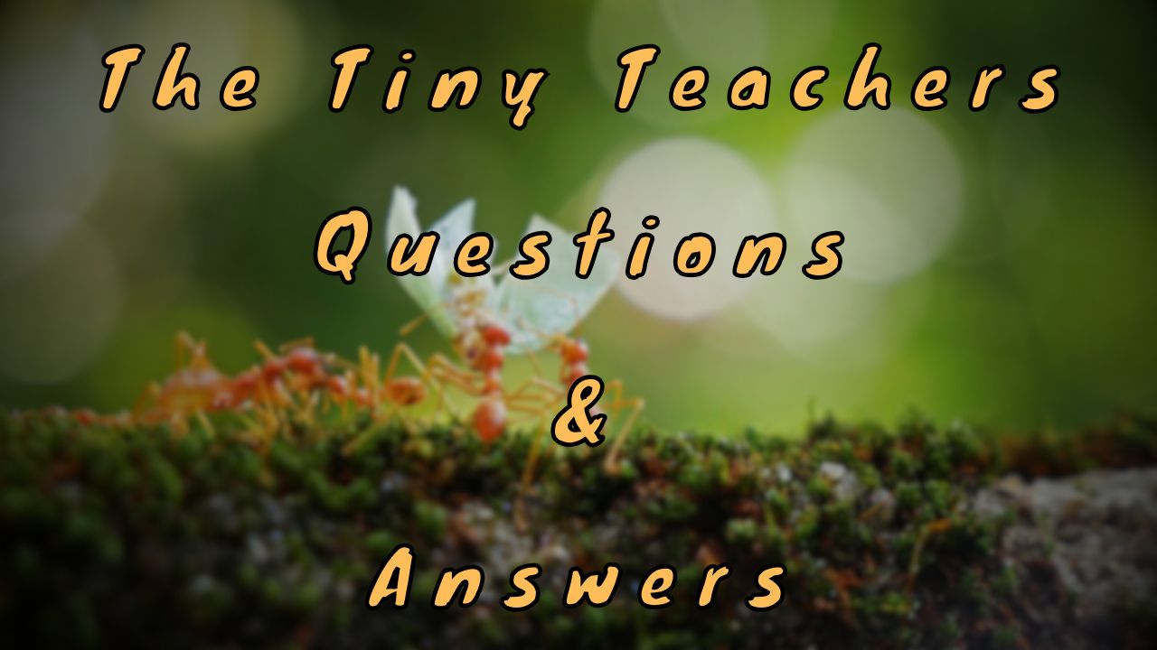 The Tiny Teachers Questions & Answers