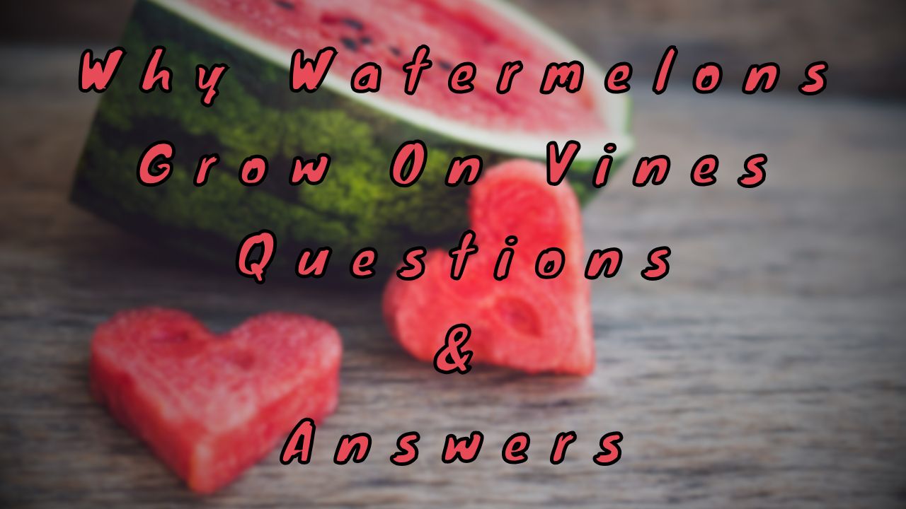 Why Watermelons Grow On Vines Questions & Answers