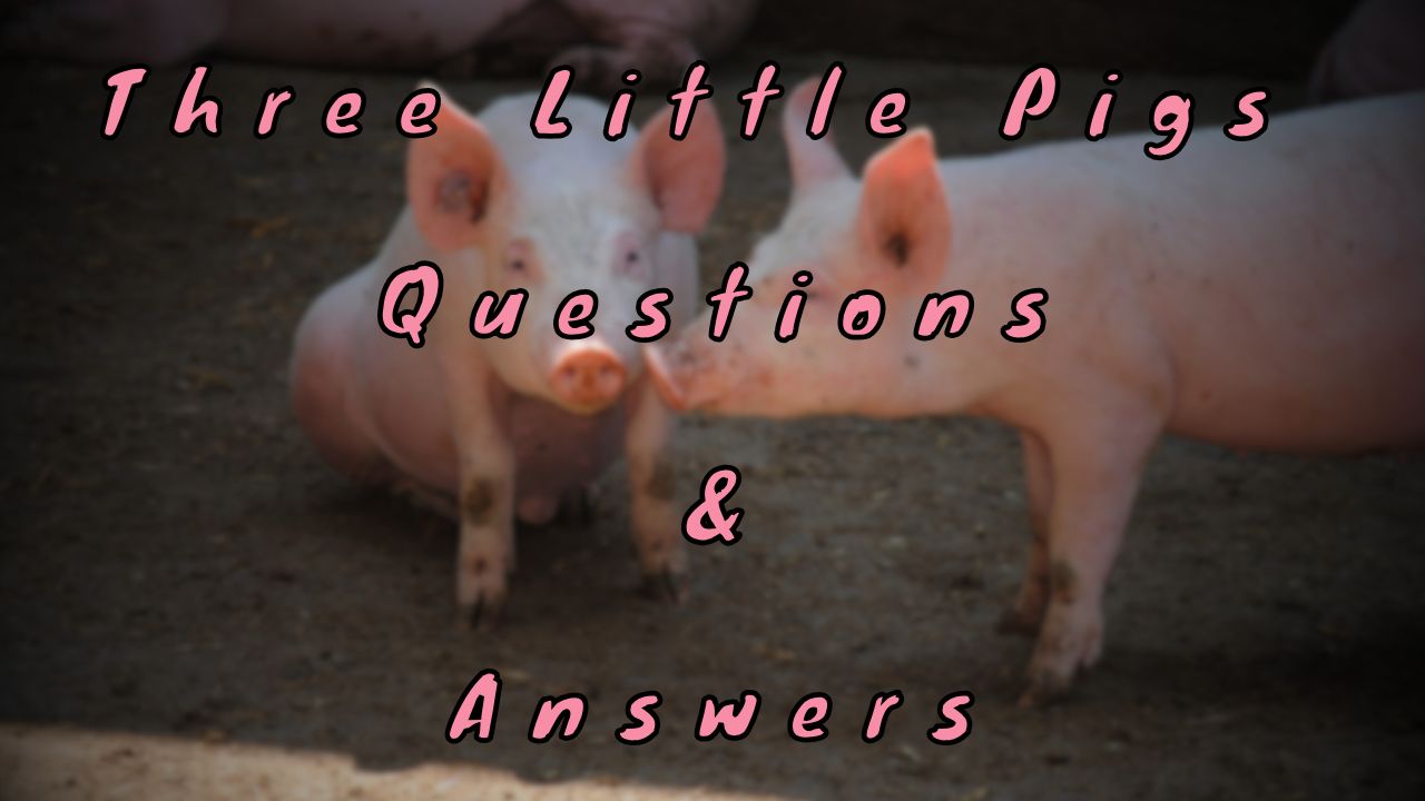 Three Little Pigs Questions & Answers